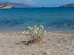 Schinoussa beach Almiros schinoussa beach2